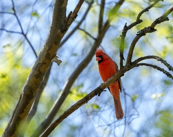 Beautiful Red Cardinal Perched On A Branch. Photographic print.