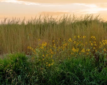 Girasoles silvestres al atardecer. Impresión fotográfica.