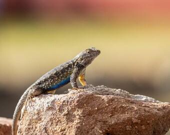 Bluebelly Lizard Perched On A Rock. Photographic print.