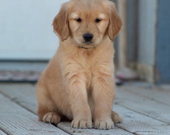 Cachorro Golden Retriever. Impresión fotográfica.