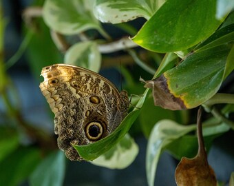 Mariposa búho sobre una hoja. Impresión fotográfica.