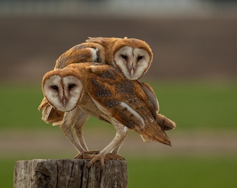 Lechuzas comunes jóvenes. Impresión fotográfica.