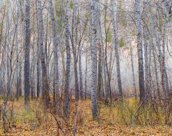 Otoño en el bosque. Impresión fotográfica.