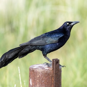 Iridescent Grackle Posing On Post. Photographic print.