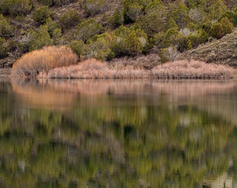 Reflejos. Sauces bordeando un lago desértico. Impresión fotográfica.