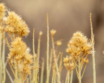 Primer plano de flores silvestres secas. Impresión fotográfica.
