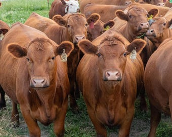 Curious Cows Looking at The Camera
