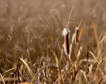 Espadaña a la luz del sol. Impresión fotográfica.