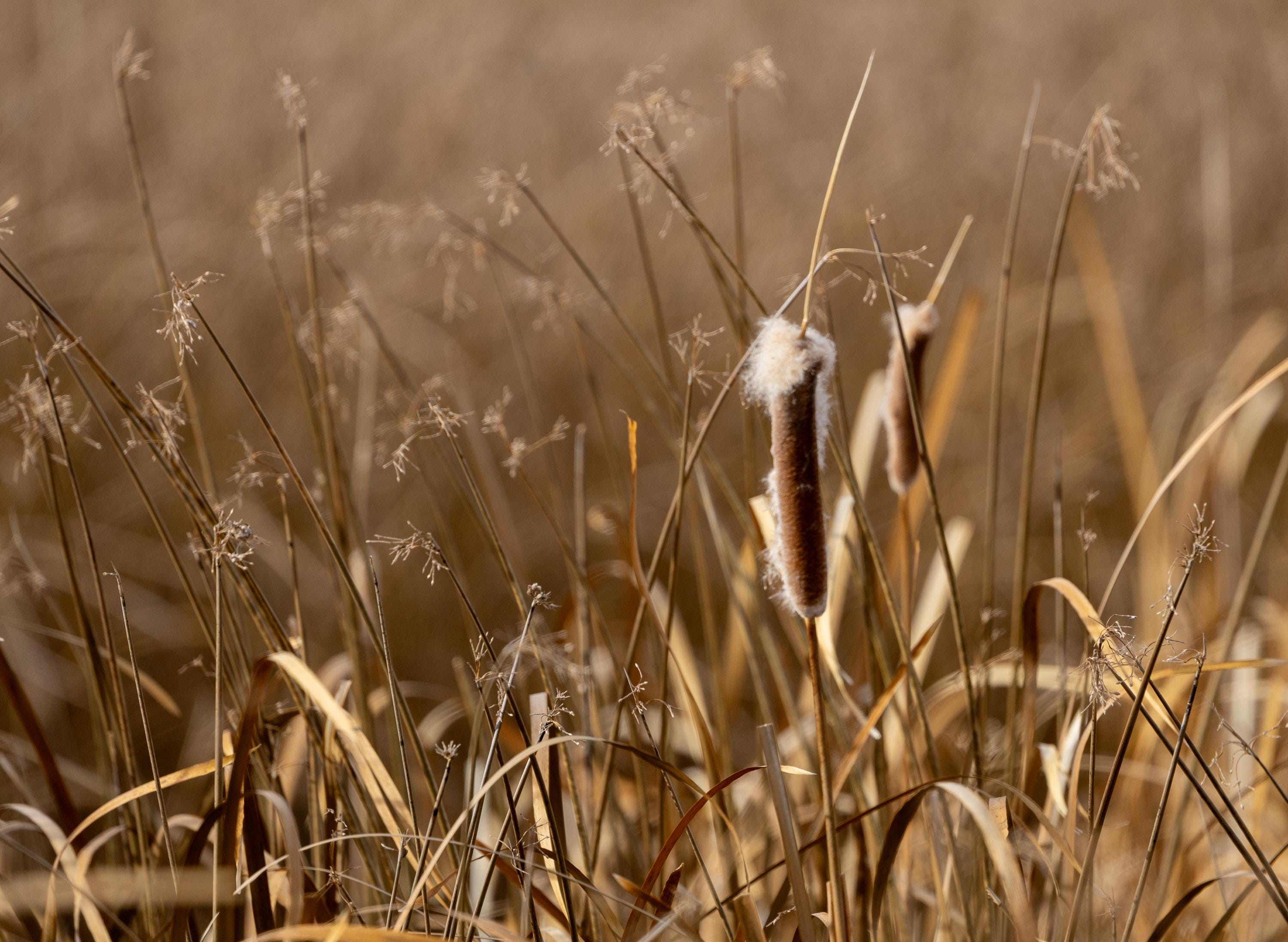 Cattail Fluff - Etsy