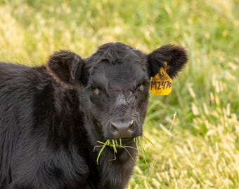Ternero Angus comiendo hierba. Impresión fotográfica.