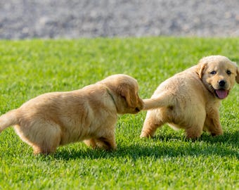 Tira y afloja. Cachorros juguetones. Impresión fotográfica.