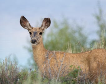 Doe Looking Over Some Brush . Photographic print.