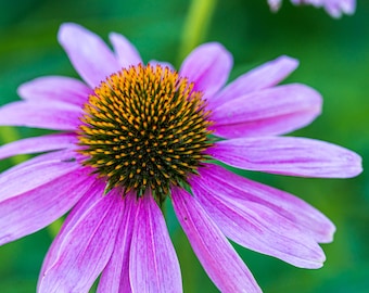 Close-up of Purple Coneflower. Photographic print.