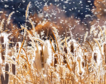 Pelusa de espadaña flotando a la luz del sol. Impresión fotográfica.