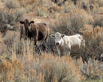 Hogar en la pradera. Ganado de pastoreo en un matorrales de artemisa. Impresión fotográfica.