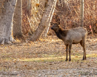 Cría de alce en los árboles. Impresión fotográfica.