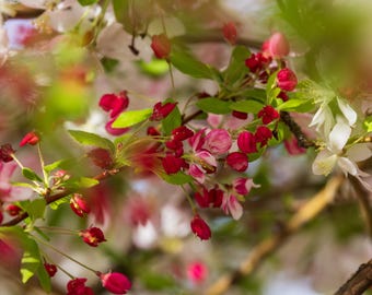 Bright Red Crabapple Buds. Photographic print.