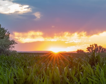 Campo de maíz al atardecer. Impresión fotográfica.