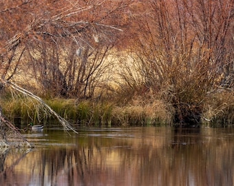 Pato nadando en un pantano. Impresión fotográfica.