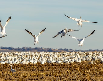Gansos de nieve aterrizando en un campo. Panorámica. Impresión fotográfica.