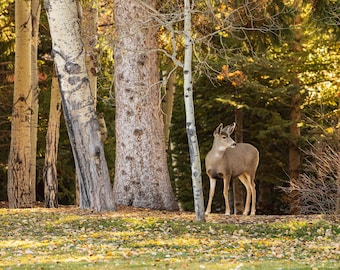 Ciervo mulo en los árboles. Impresión fotográfica.