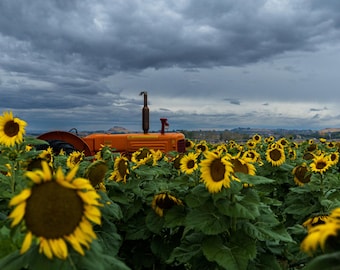 Tractor In a Sunflower Field at Sunset. Photographic print.