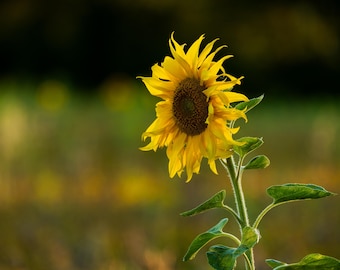Girasol individual sobre fondo oscuro. Impresión fotográfica.