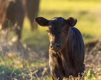 Ternero joven de raza Black Angus. Impresión fotográfica.