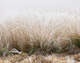 Winter's Breath. Frosted Field Grass . Photographic print.