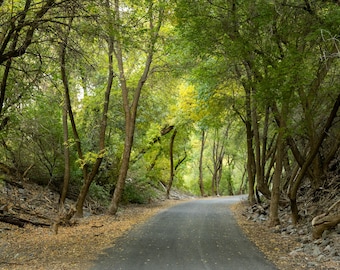 Sendero tranquilo por el bosque. Impresión fotográfica.