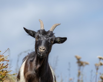 Inquisitive Goat Looking At The Camera.Photographic print.