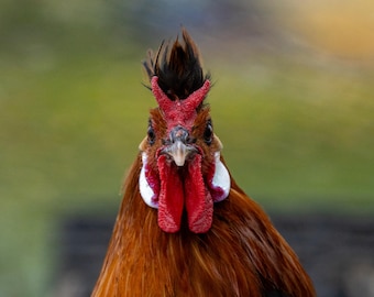 Rooster Staring Into Camera. Photographic print.