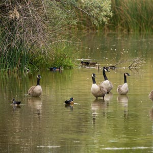 Canadian Geese and Ducks In Pond. Photographic print.