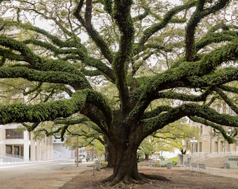 Gigante urbano. Roble extendiendo sus ramas. Impresión fotográfica panorámica.