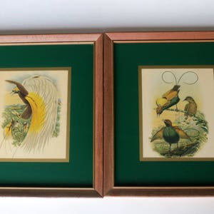 Gould Tropical Bird Prints Pair of Vintage Framed Bird of Paradise and Lesser Birds of Paradise by John Gould