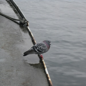 Taube Karte Vogel Foto Grußkarte Natur Fotografie Taube nimmt Ferry Boot Fahrt Blautöne Vogel Art