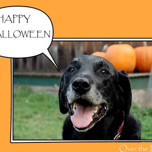 May include: A black dog with a red collar smiles with its tongue out, with the words "HAPPY HALLOWEEN" in a speech bubble. Three orange pumpkins are in the background. The image has an orange border.
