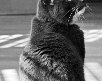Black and White photo greeting card, cat enjoys a sun bath, blank inside.