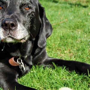 Hondenkaart, Old Timer Black Labrador met Tennisbal, Lachende Labrador Fotokaart, blanco binnenkant voor uw persoonlijke notitie
