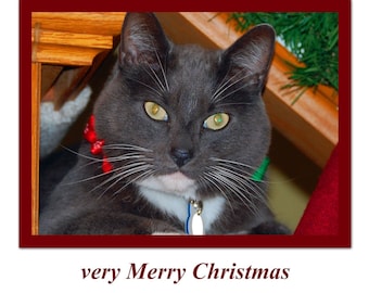 Cat Christmas Card, Cat wishes you a very Merry Christmas, blank inside for your personal note