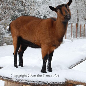 Goat Lover Wenskaart, blanco binnen voor uw persoonlijke notitie, Dierenfotografie, Geitenfoto Geit in sneeuw