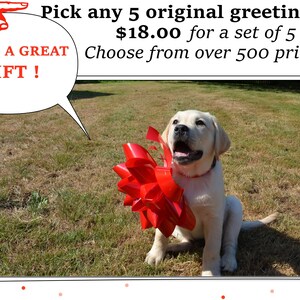 Greeting Cards. Boxed set of 5. Your choice from 500+ unique cards in my shop.