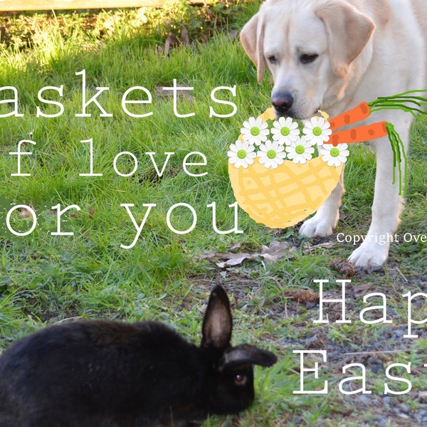 Easter CARD, Labrador Easter Bunny Card Lab Brings Bunny Easter Basket