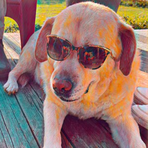 Kartka z życzeniami, żółty labrador w okularach przeciwsłonecznych w słoneczny dzień, puste wnętrze na osobistą notatkę