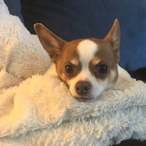 Schattige bruine en witte chihuahua, foto wenskaart, hond portret, e leeg binnen voor uw persoonlijke notitie