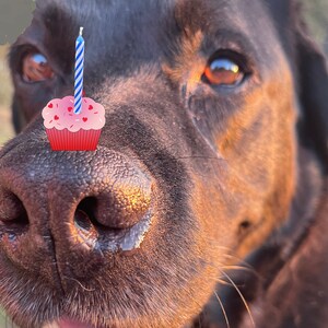 Célébration du Labrador noir offre un gâteau, une carte de vœux photo, une carte d'art du Labrador, vierge à l'intérieur pour votre note personnelle
