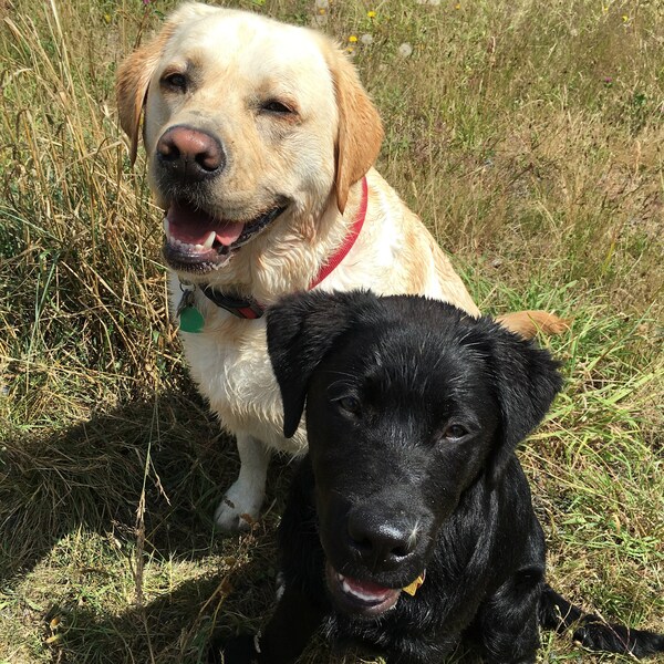 Happy Labradors After a swim, Photo Greeting Card, blank inside for your personal note