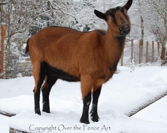 Goat Lover Greeting Card, blank inside for your personal note, Animal Photography, Goat Photograph Goat in Snow