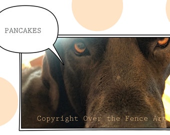 Funny Dog wants Pancakes Photo Greeting Card