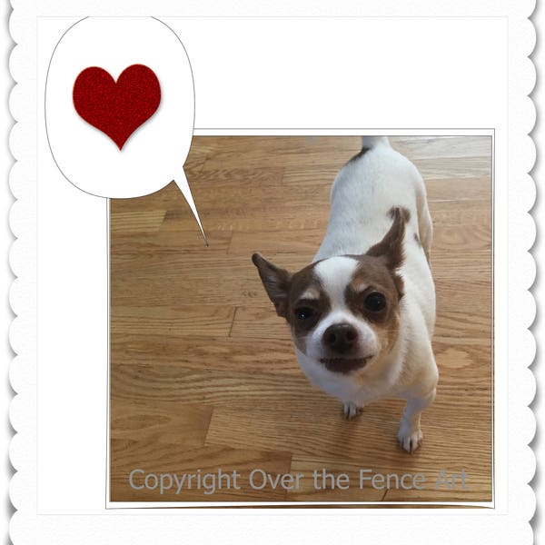 Adorable Brown and White Chihuahua Photo Greeting Card  Dog Shows you love